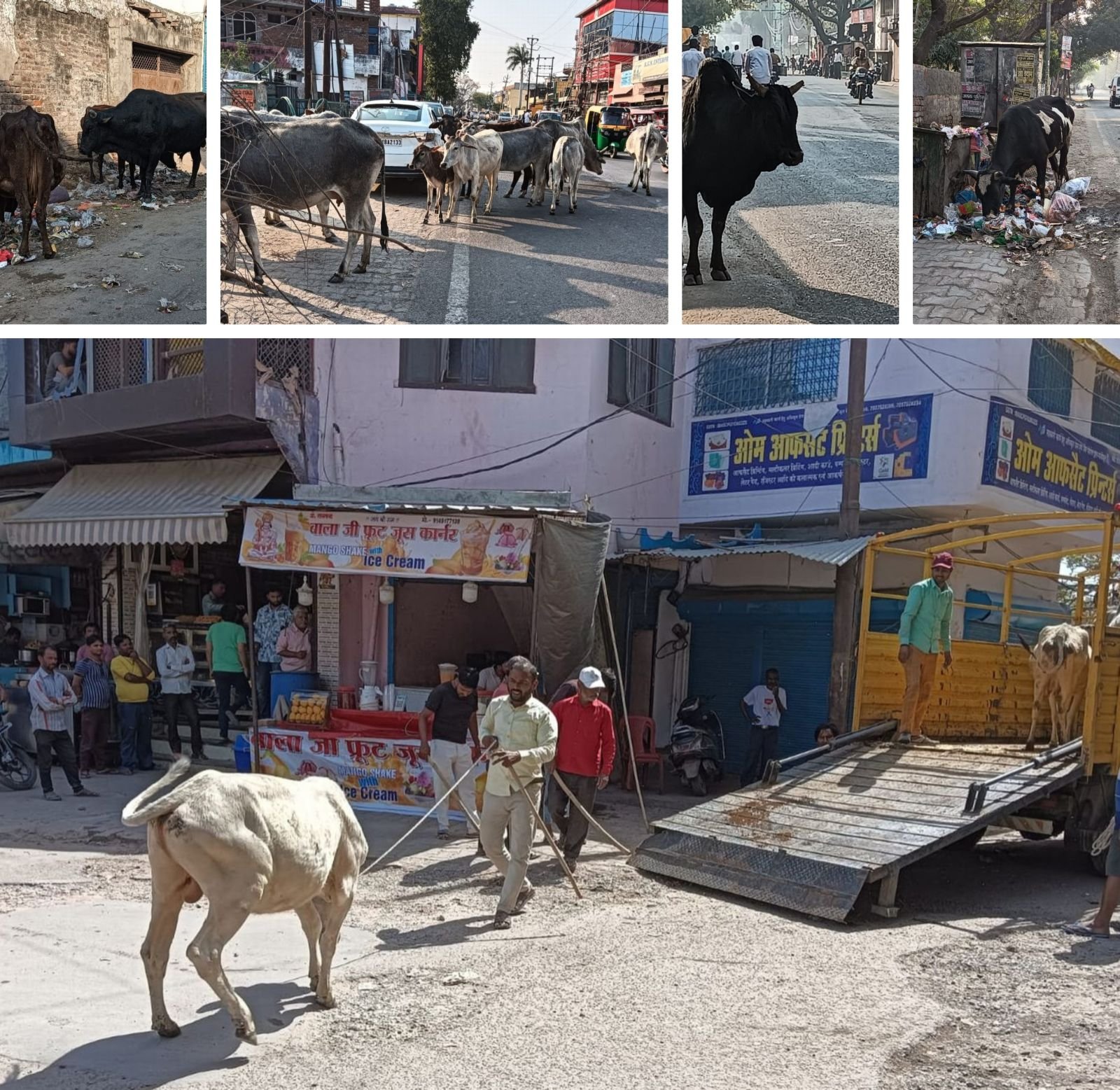 हे गौमाता, हे सांड़ देव!.... 'बाबा' आ रहे हैं,  इज्जत और नौकरी दोनों बचा लेना