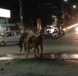 मुख्यमंत्री जी ! ये कानून नहीं जानते, ऐसे ही लड़ेंगे...पर आपका सिस्टम तो कुछ कर सकता है