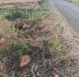 मुजरिया में वन विभाग की मिली भगत से माफिया काट रहे हरे पेड़