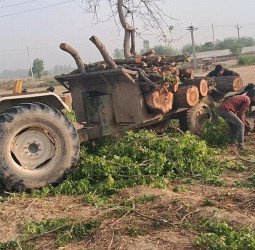 मुजरिया में धड़ल्ले से हो रहा हरे पेड़ों का कटान, पुलिस और वन विभाग ने साधी चुप्पी