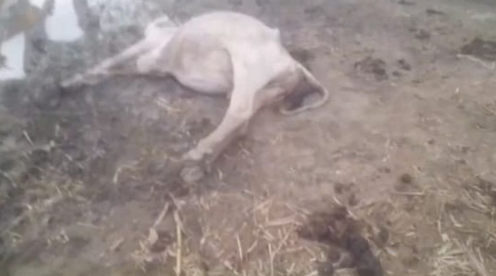 गोशाला में बीमार गायों की दुर्दशा का वीडियो वायरल, डीएम से कार्रवाई की मांग