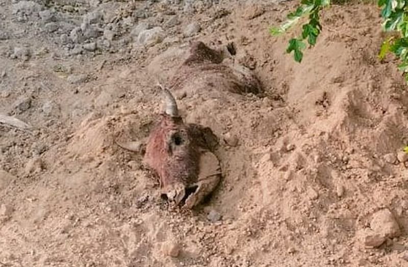 'योगी राज' है यहां, जहां गाय नहीं 'गोमाता' है...नजर डाल लीजिए, भ्रम दूर हो जाएगा