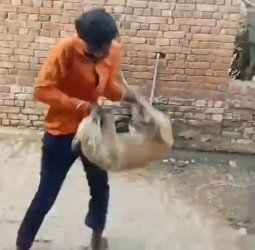 मेनका गांधी के फोन पर चेती पुलिस, कुत्ते को पटकने वाले को भेजा जेल