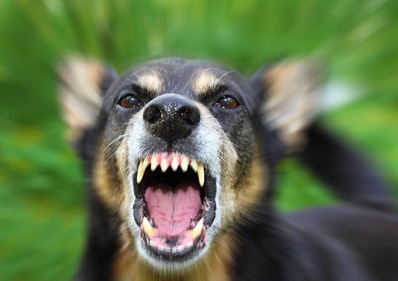 काटा नहीं, घाव पर चाटा था कुत्ते ने....दो साल के बच्चे की रेबीज से हुई मौत