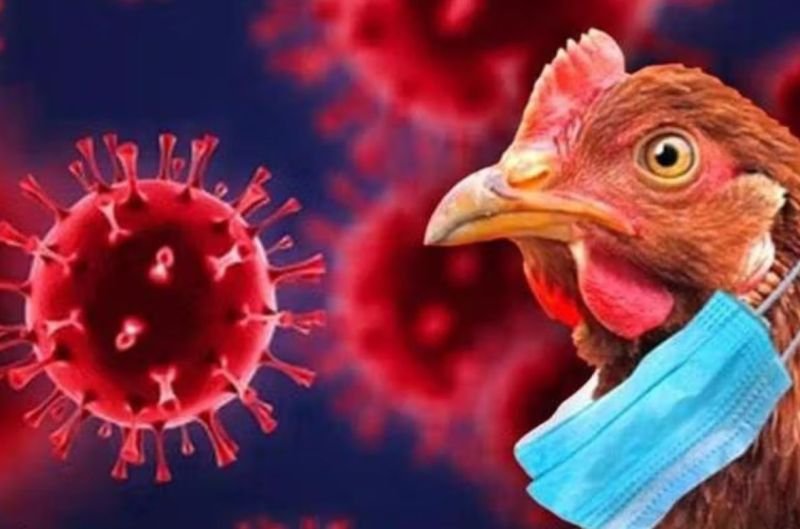 सावधान! इस पड़ोसी जिले में दस्तक दे चुका है बर्ड फ्लू, चिकन की बिक्री बंद...बदायूं में भी टीमें हुईं एक्टिव