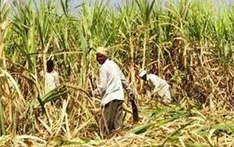 यदु शुगर मिल के कर्मचारियों ने गन्ना किसान को घेरकर पीटा, असलहा दिखाकर गन्ना मिल को देने को धमकाया