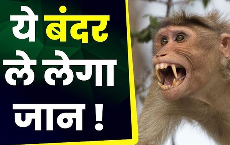 बंदरों के कारण चली गई एक और युवक की जान, छत से गिरा और तोड़ दिया दम