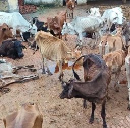 इन गायों के शरीर से 'झांकती' हड्डियों और गोशालाओं की दुर्दशा देखिए...'योगीराज' में ये हाल है तो...