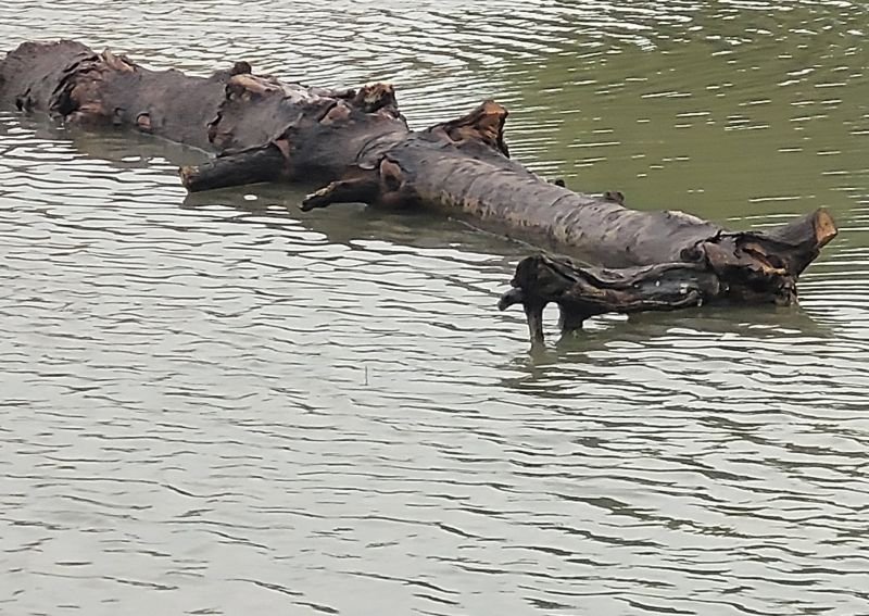 टहनी को बना लिया नाव, फिर तालाब में नहाने लगे बच्चे....संतुलन बिगड़ा तो डूब गया छात्र, मौत