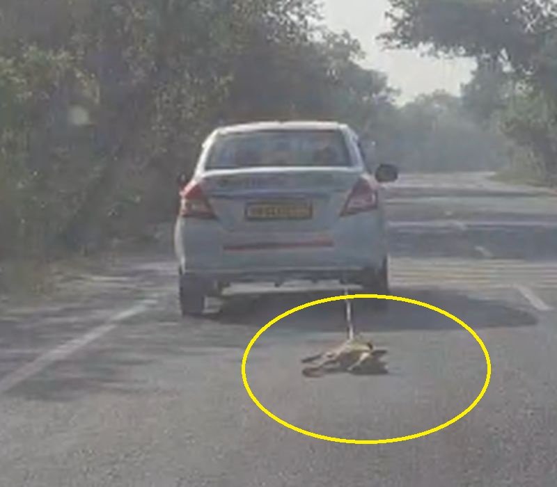 VIDEO- इतनी निर्दयताः कौन है ये कार सवार...कुत्ते को रस्सी से बांधकर सड़क पर घसीटा