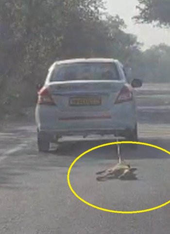 VIDEO- इतनी निर्दयताः कौन है ये कार सवार...कुत्ते को रस्सी से बांधकर सड़क पर घसीटा
