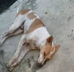 कुरकुरे का पैकेट छीनकर भागा कुत्ता तो युवक ने ईंट से कूंचकर मार डाला, लाश पर भी मारे डंडे