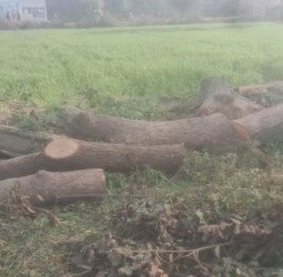 मुजरिया में हो रहा हरे पेड़ों का अवैध कटान, जिम्मेदार करा रहे समझौता