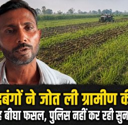 दबंगों ने जोत ली ग्रामीण की छह बीघा फसल, पुलिस नहीं कर रही सुनवाई